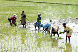 Cultivation  Procedure